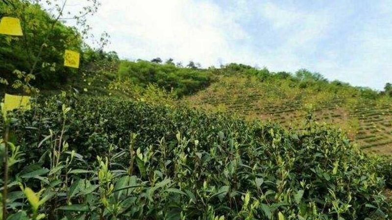 成都有机农业：深入解析生态农业与有机农业的差异及其选择要点